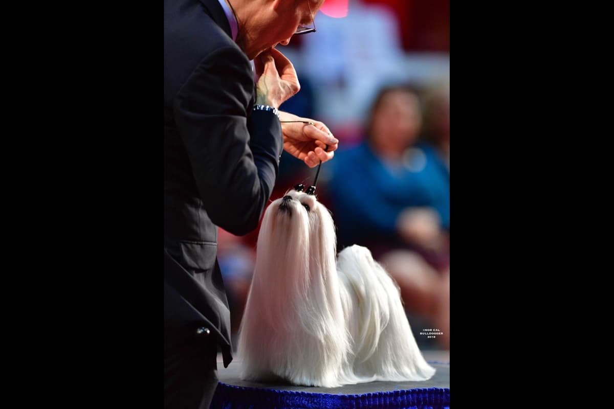 Melitica Maltese breeder image 35