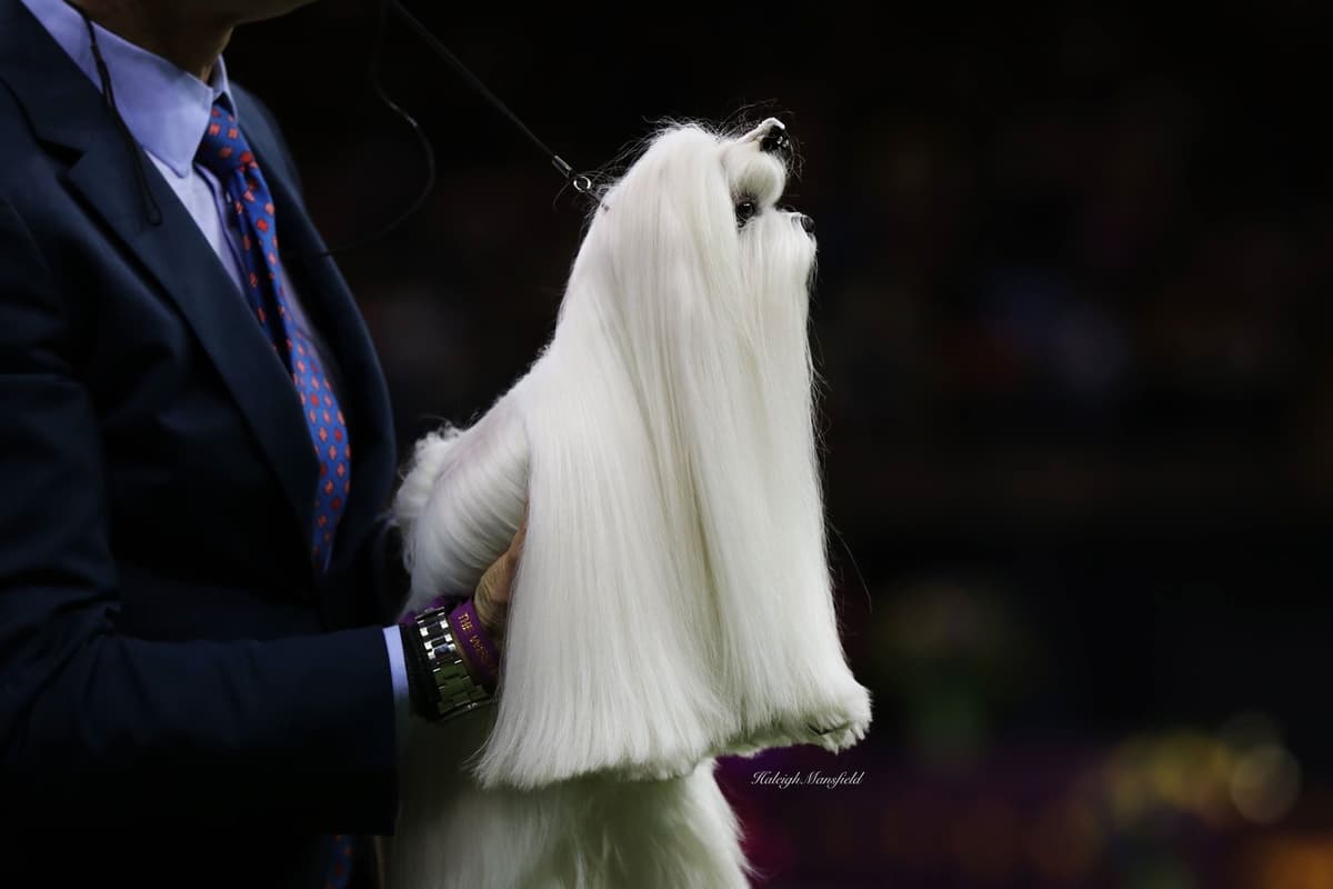 Melitica Maltese breeder image 36