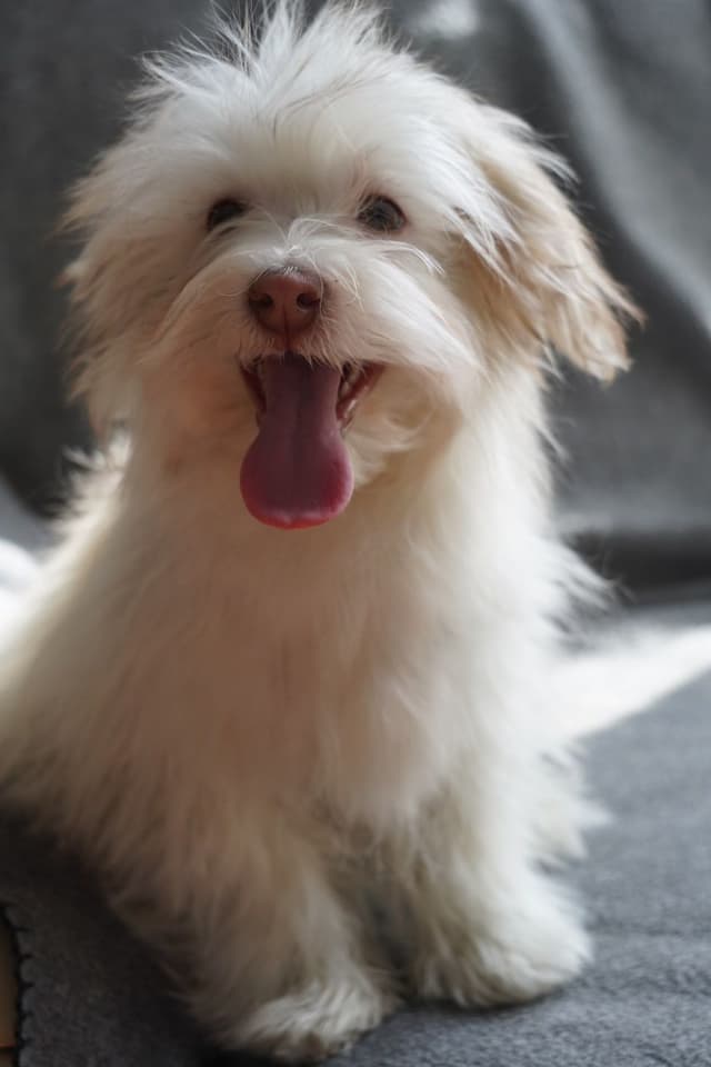 Havanese Puppies media 2