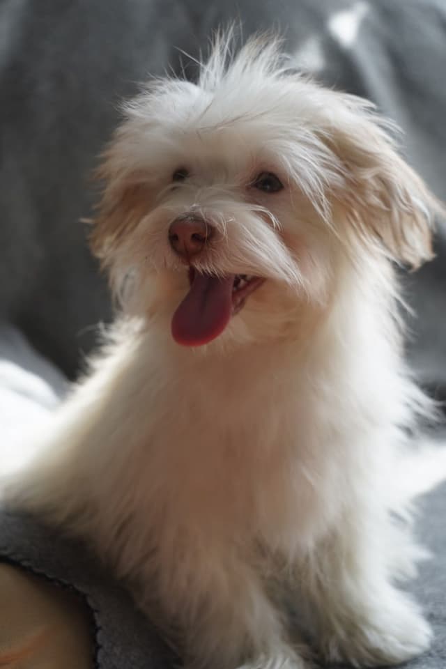 Havanese Puppies media 3