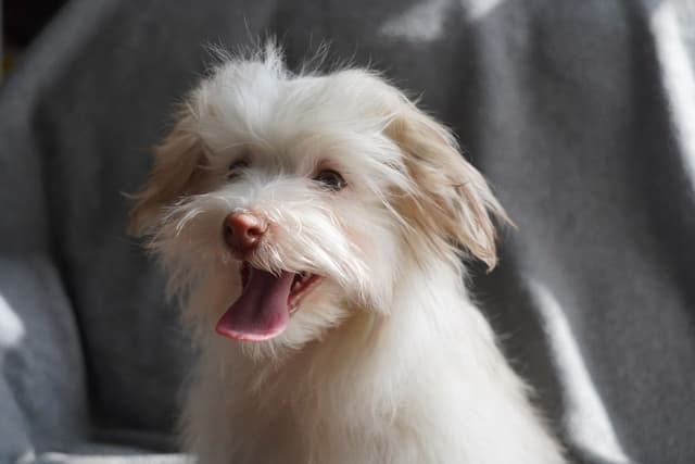 Havanese Puppies media 4