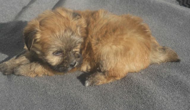 Havanese Puppies media 3