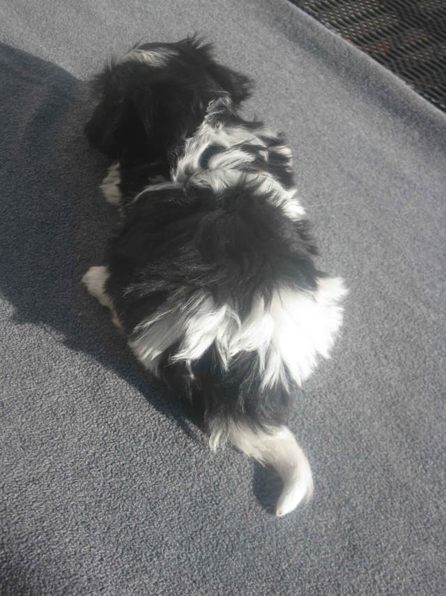 Havanese Puppies media 6