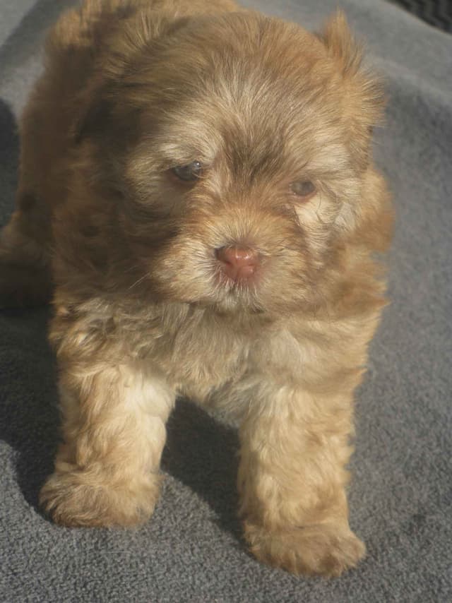 Havanese Puppies media 9