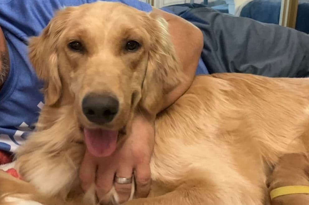 Golden Retriever Puppies breeder image 1