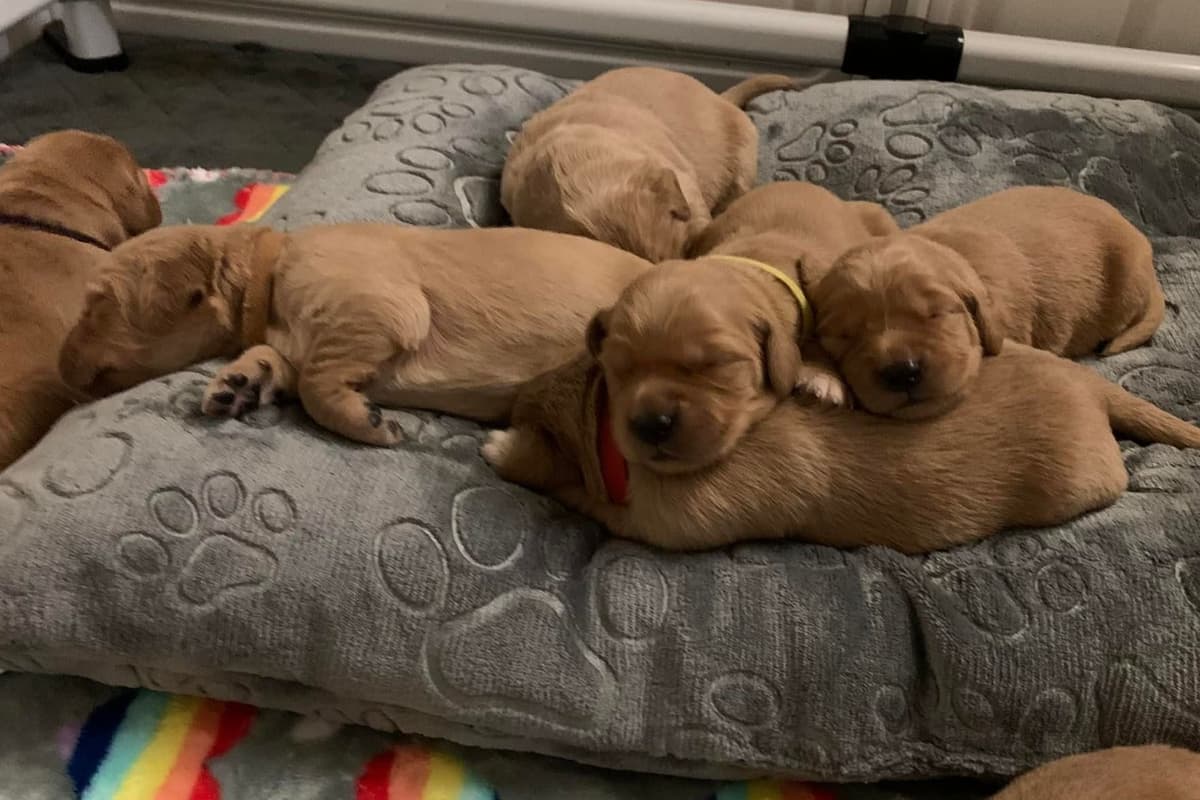 Golden Retriever Puppies breeder image 3