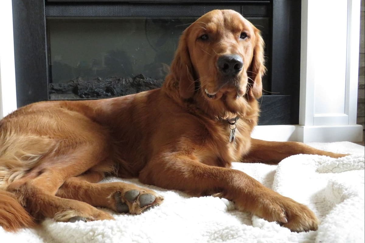 Golden Retriever Puppies breeder image 2