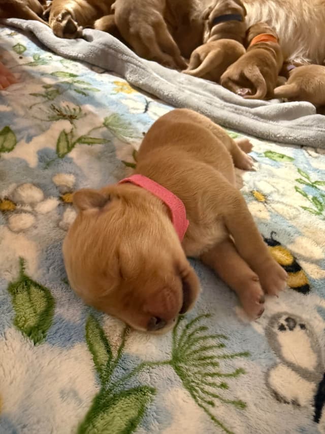 Golden Retriever Puppies media 2