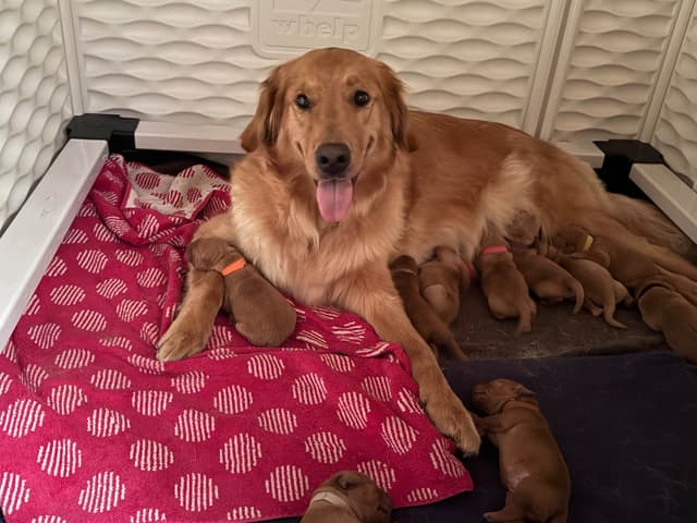Golden Retriever Puppies media 4