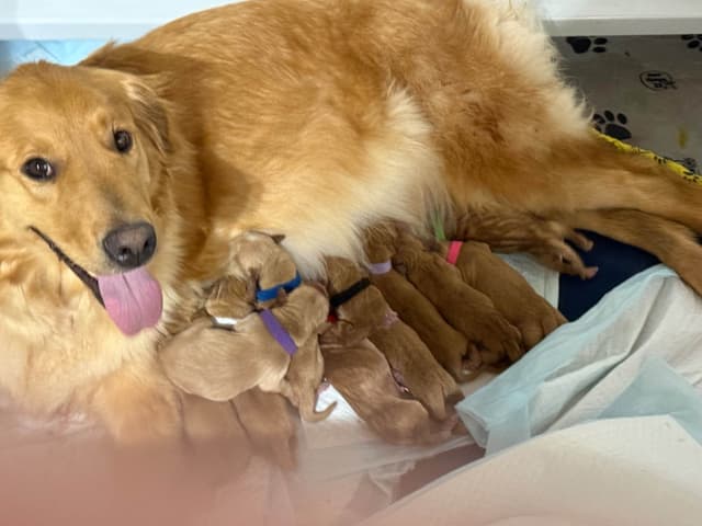 Golden Retriever Puppies media 3