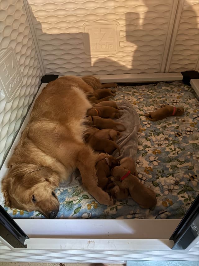 Golden Retriever Puppies media 5