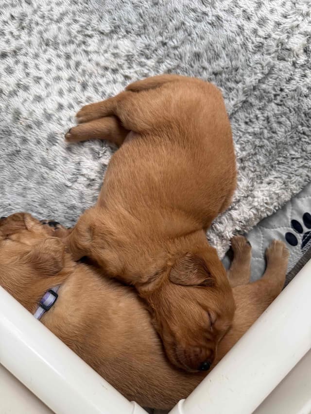 Golden Retriever Puppies media 6