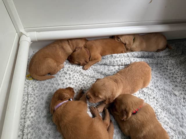 Golden Retriever Puppies media 7