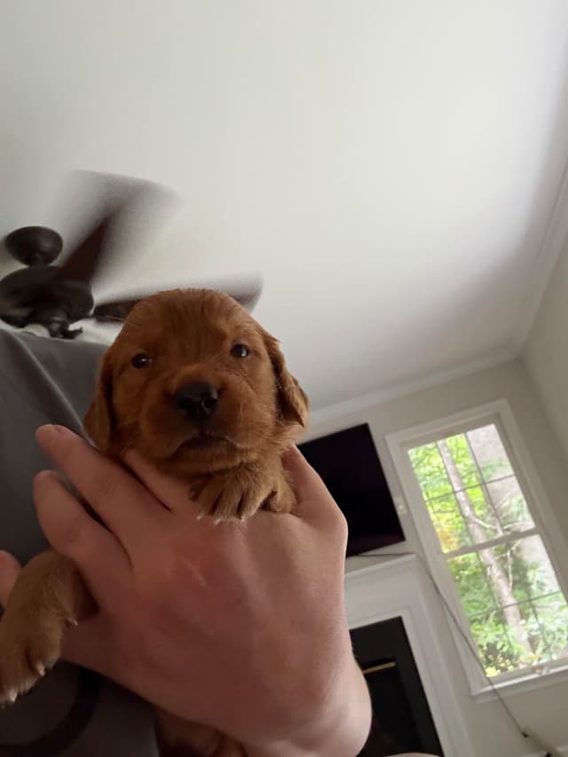 Golden Retriever Puppies media 8