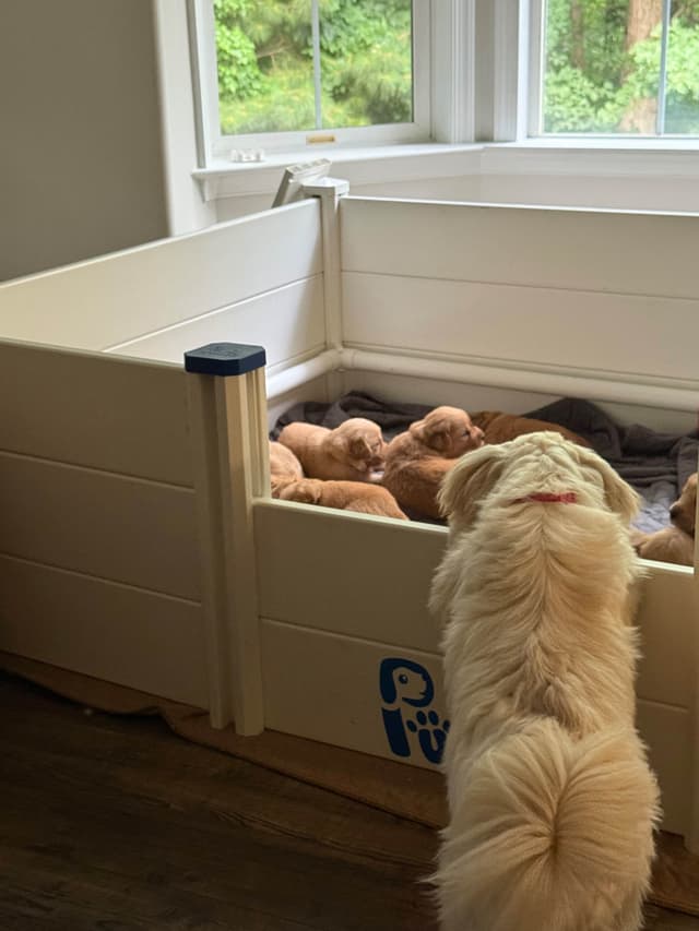 Golden Retriever Puppies media 9