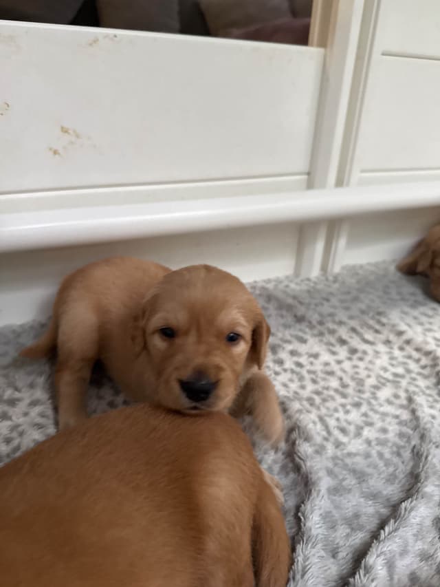 Golden Retriever Puppies media 12