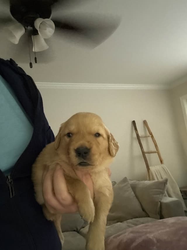 Golden Retriever Puppies media 13