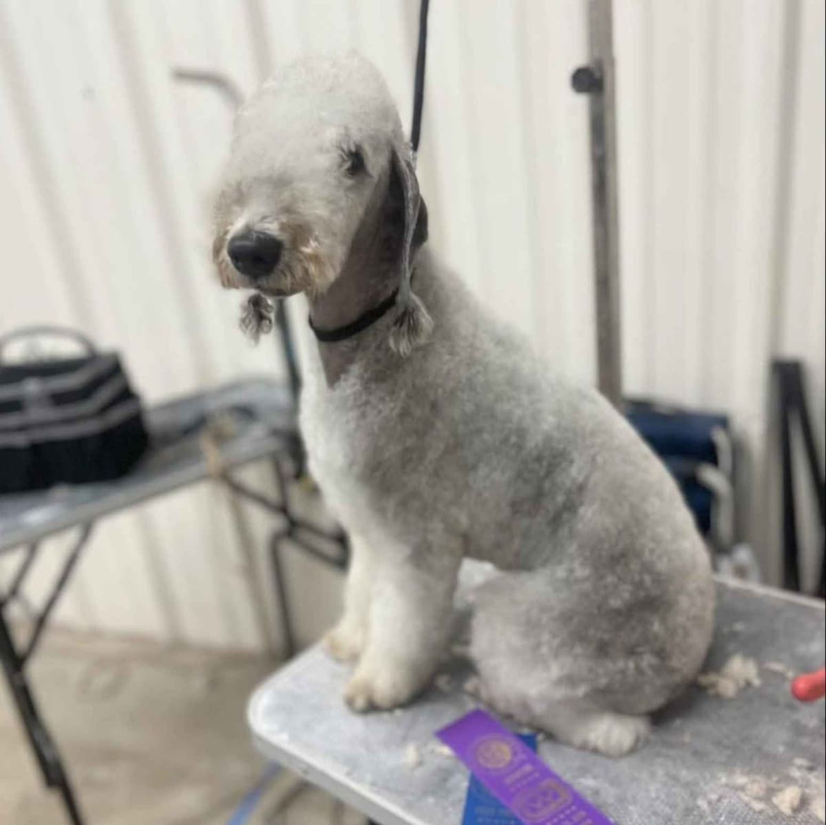 Bedlington Terrier Puppies breeder image 1