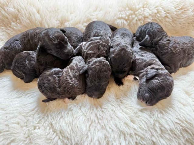Bedlington Terrier Puppies media 3