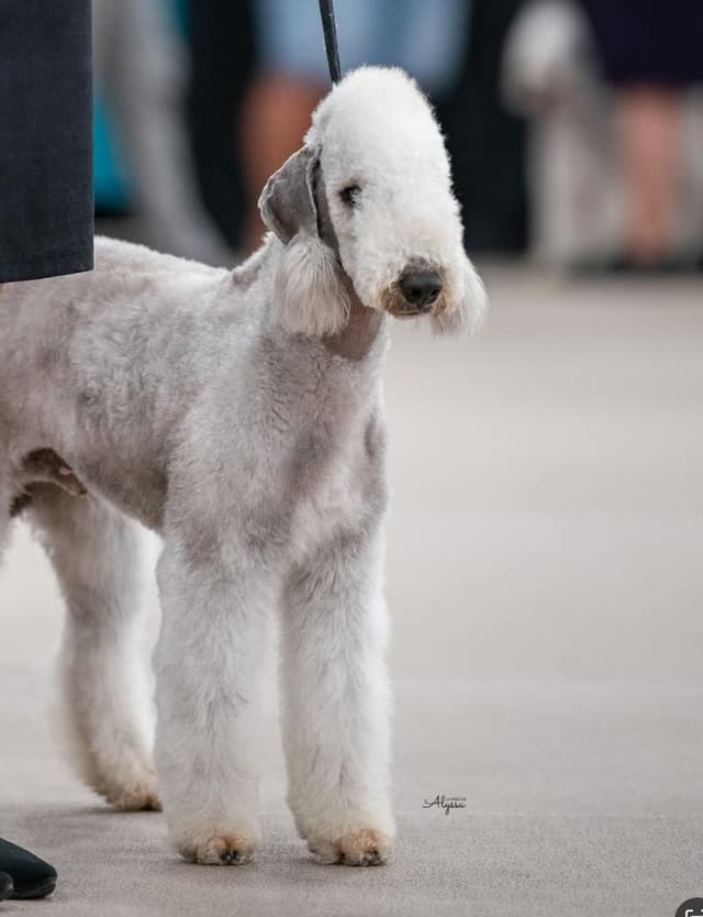 Bedlington Terrier Puppies media 4