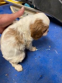 Labrador Retriever Puppies born 6/18/26 breeder image 4