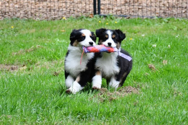 Australian Shepherd Puppies media 2