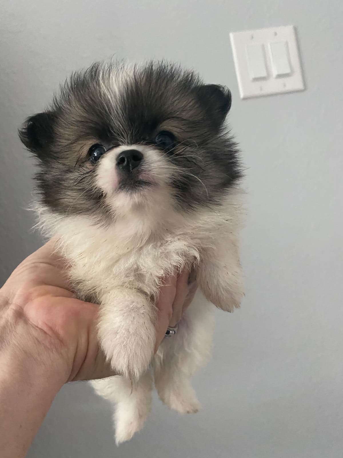 Pomeranian Puppies breeder image 5