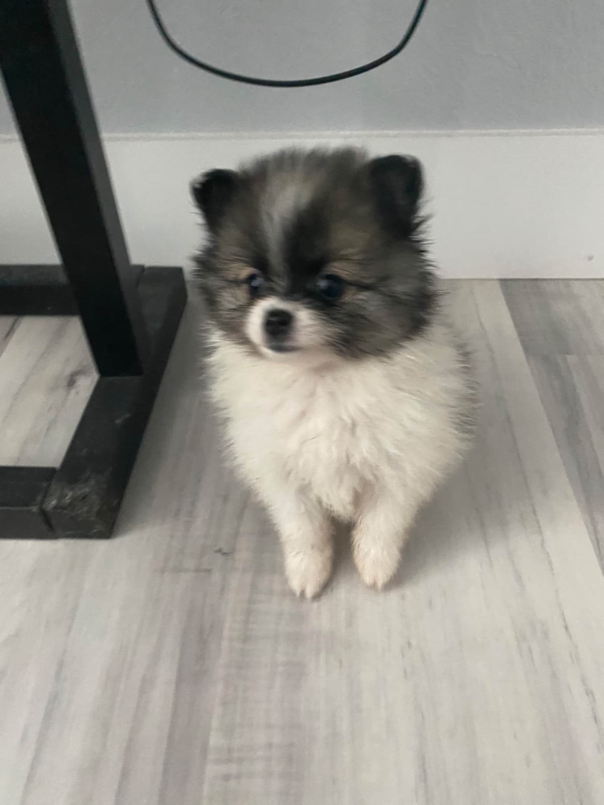 Pomeranian Puppies breeder image 6