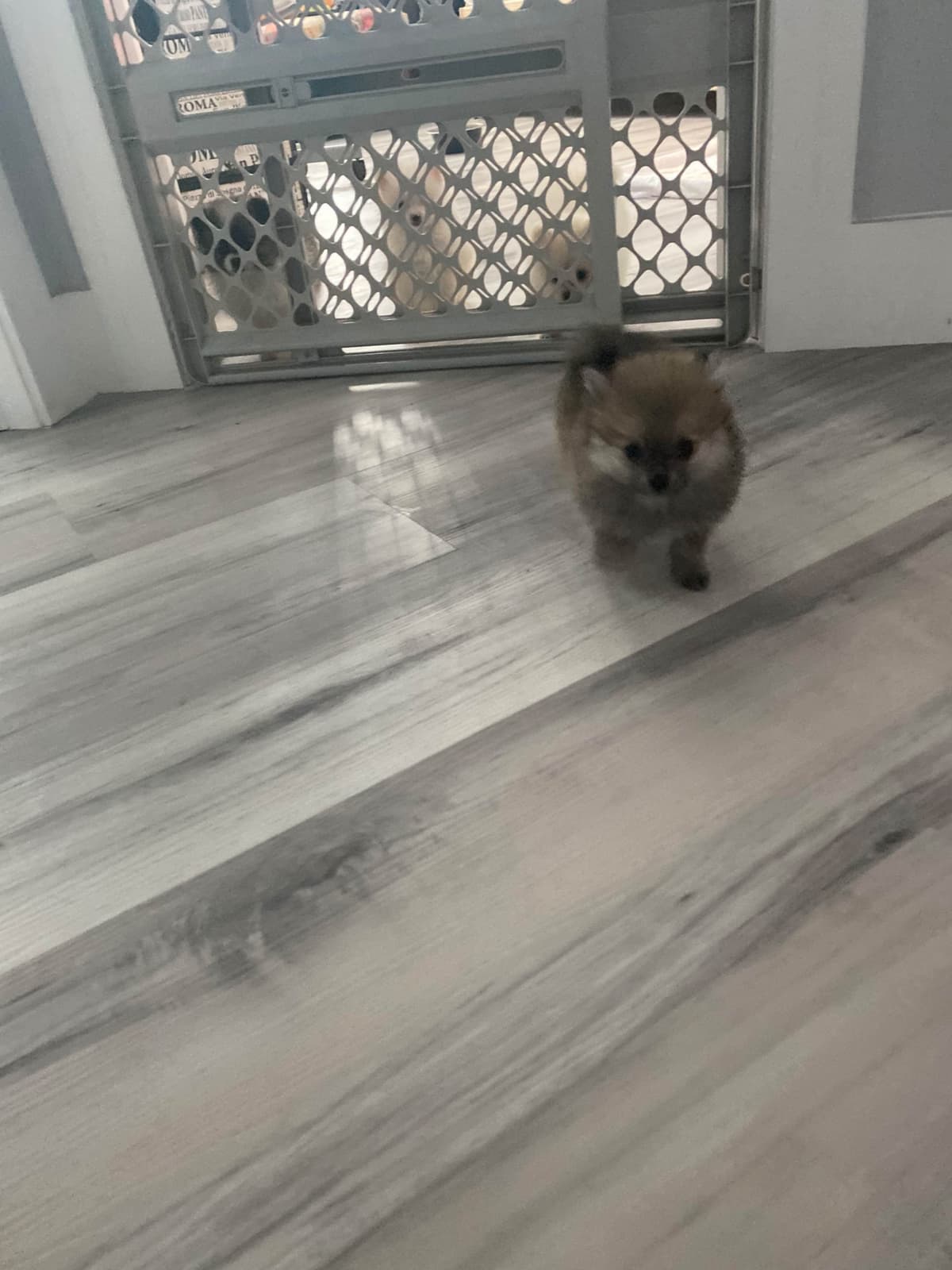 Pomeranian Puppies breeder image 7