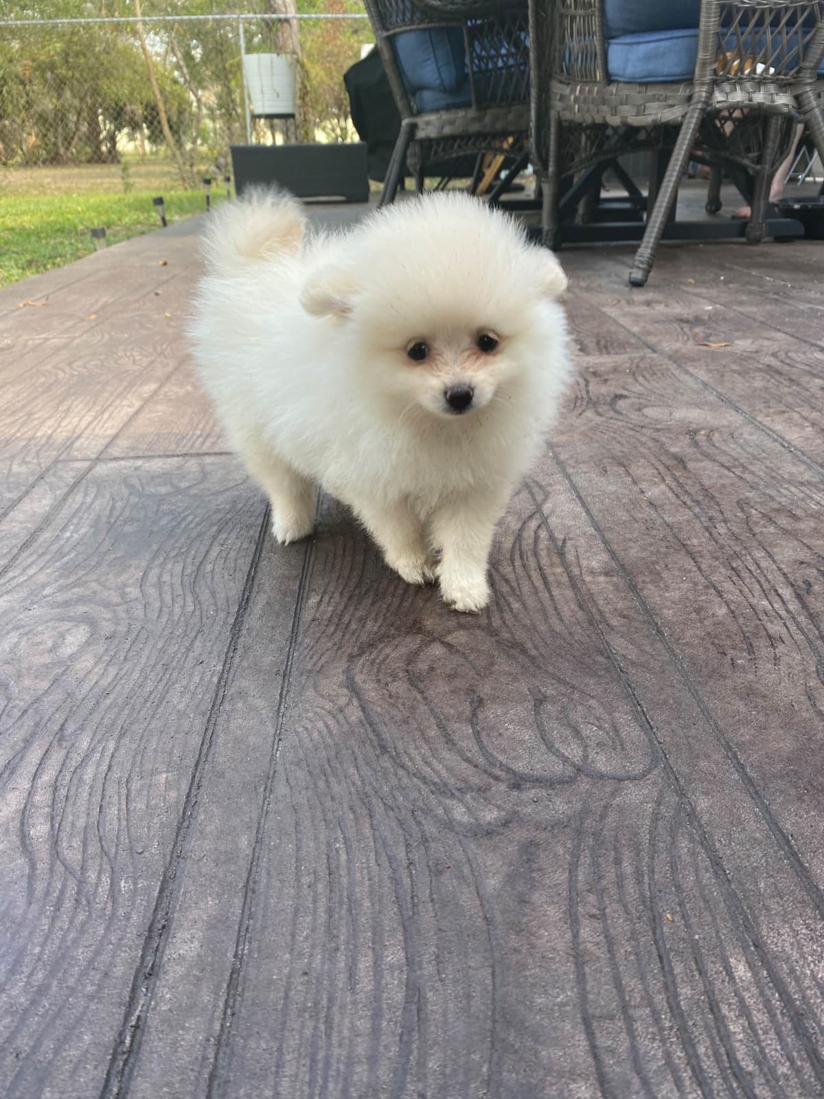 Pomeranian Puppies breeder image 9