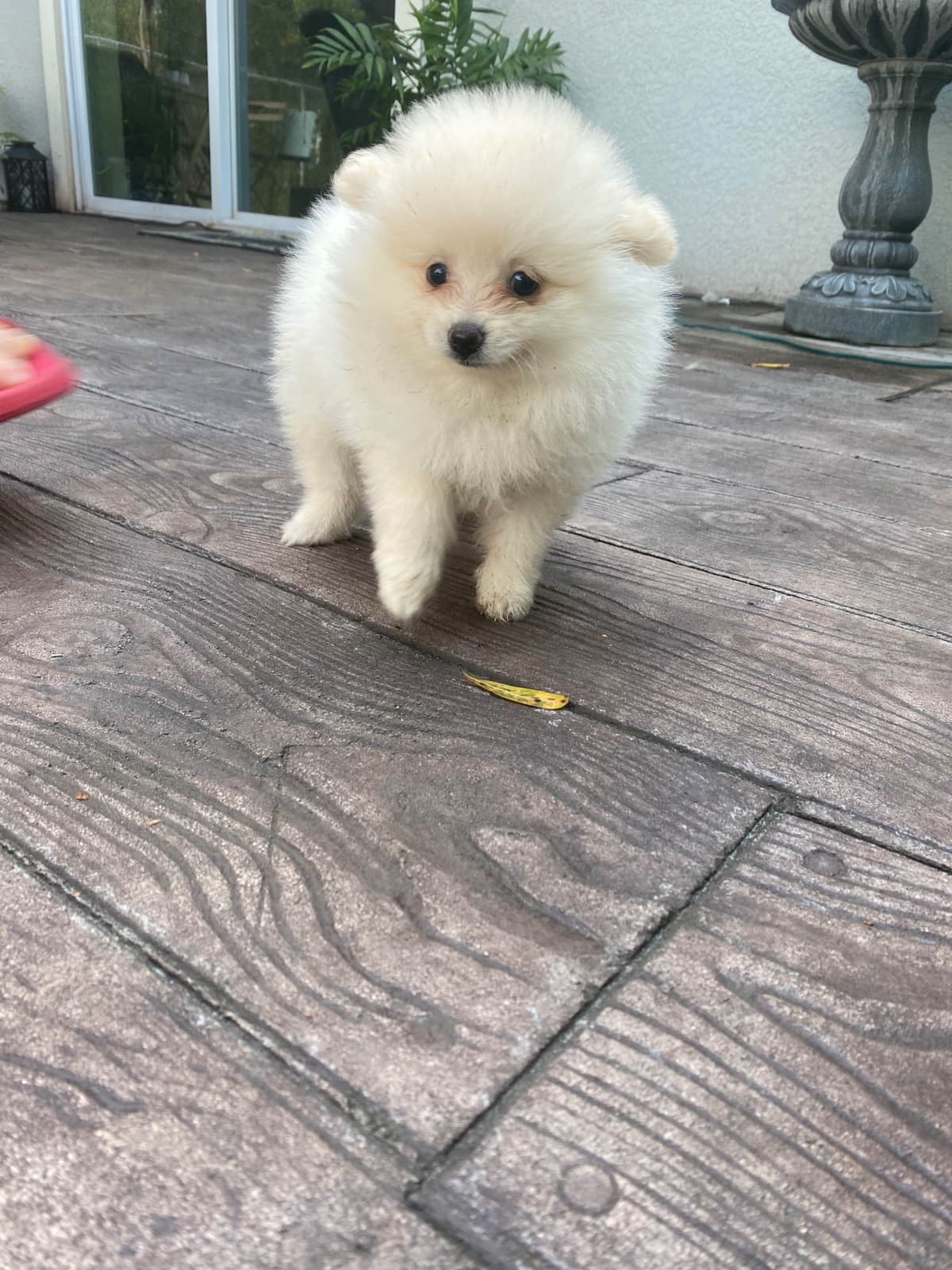 Pomeranian Puppies breeder image 3