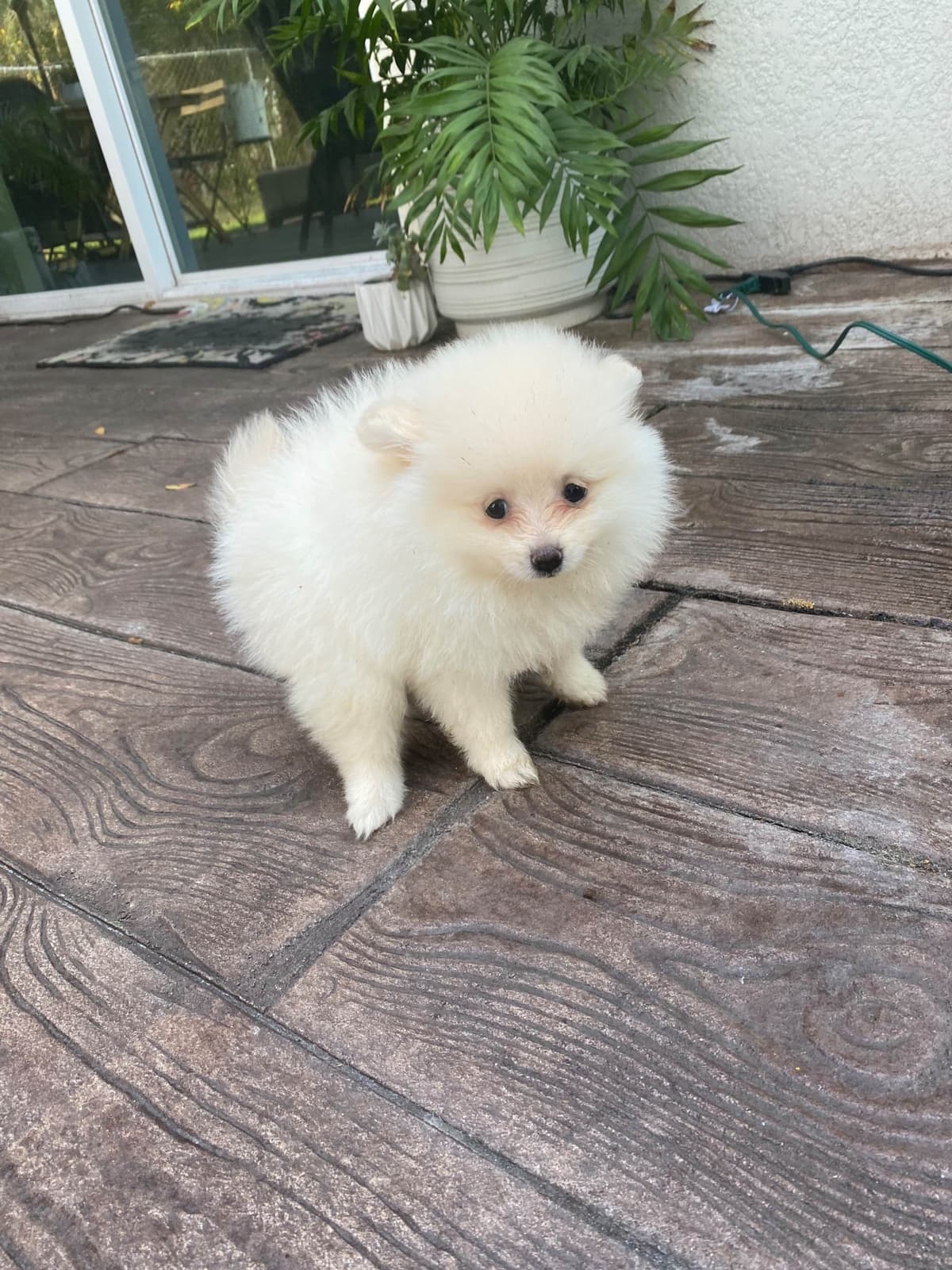 Pomeranian Puppies breeder image 4