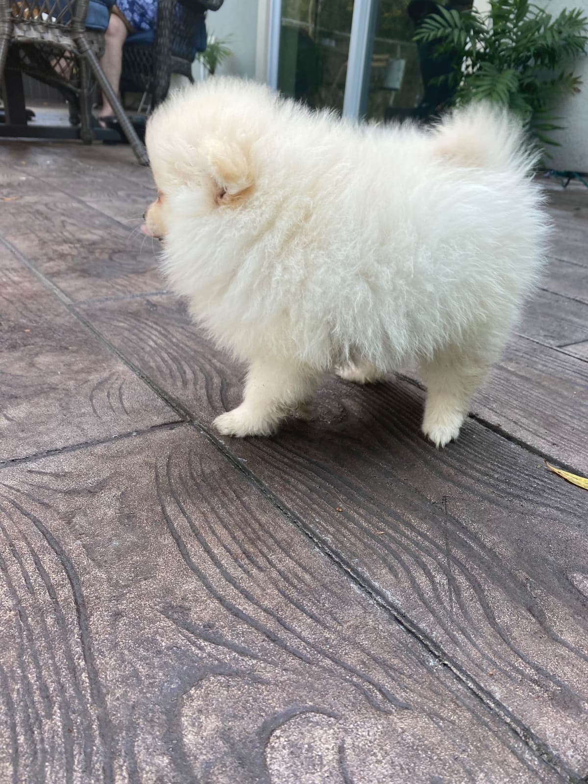 Pomeranian Puppies breeder image 10