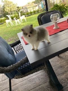 Pomeranian Puppies breeder image 12