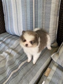 Pomeranian Puppies breeder image 14