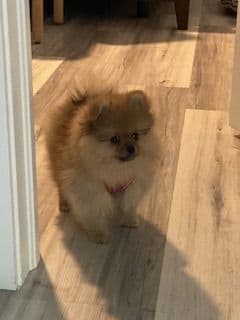 Pomeranian Puppies breeder image 1