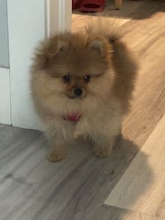 Pomeranian Puppies breeder image 15