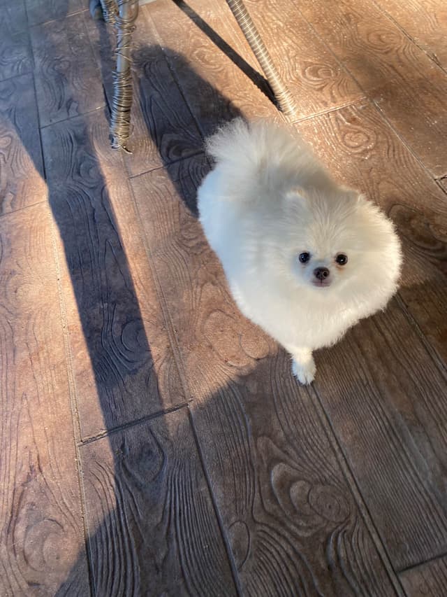 Pomeranian Puppies media 9