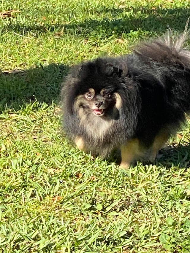 Pomeranian Puppies media 8