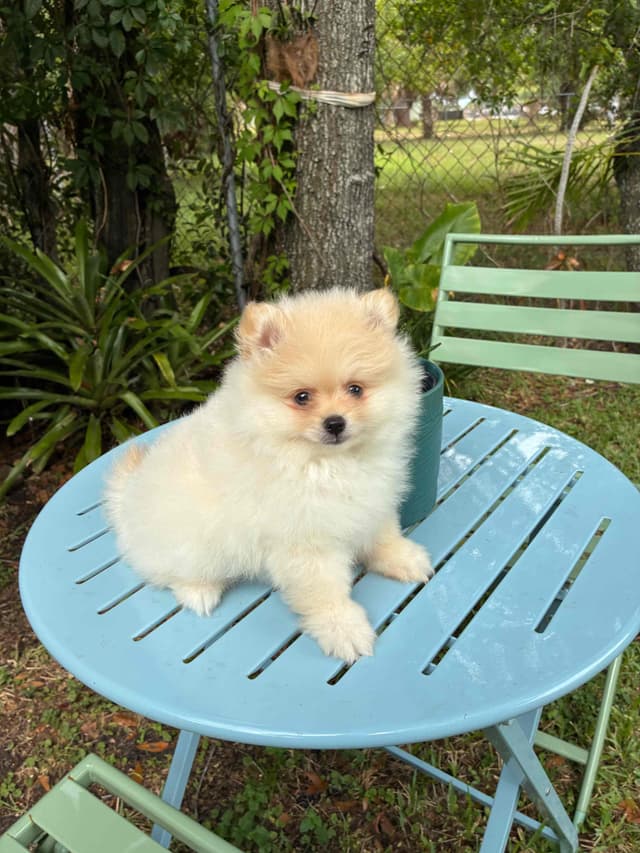Pomeranian Puppies media 5