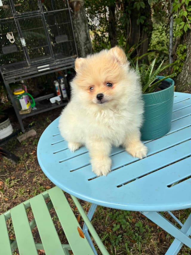 Pomeranian Puppies media 7