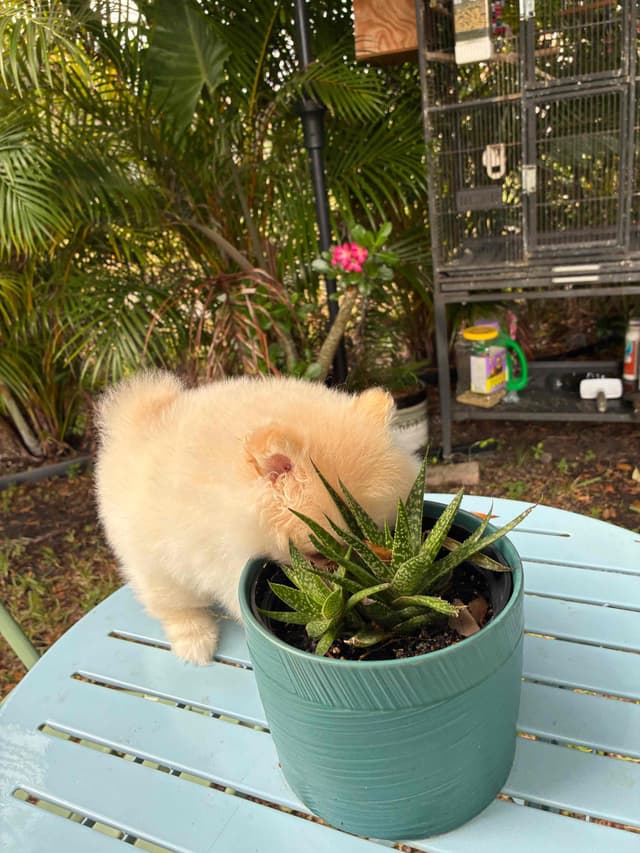 Pomeranian Puppies media 6