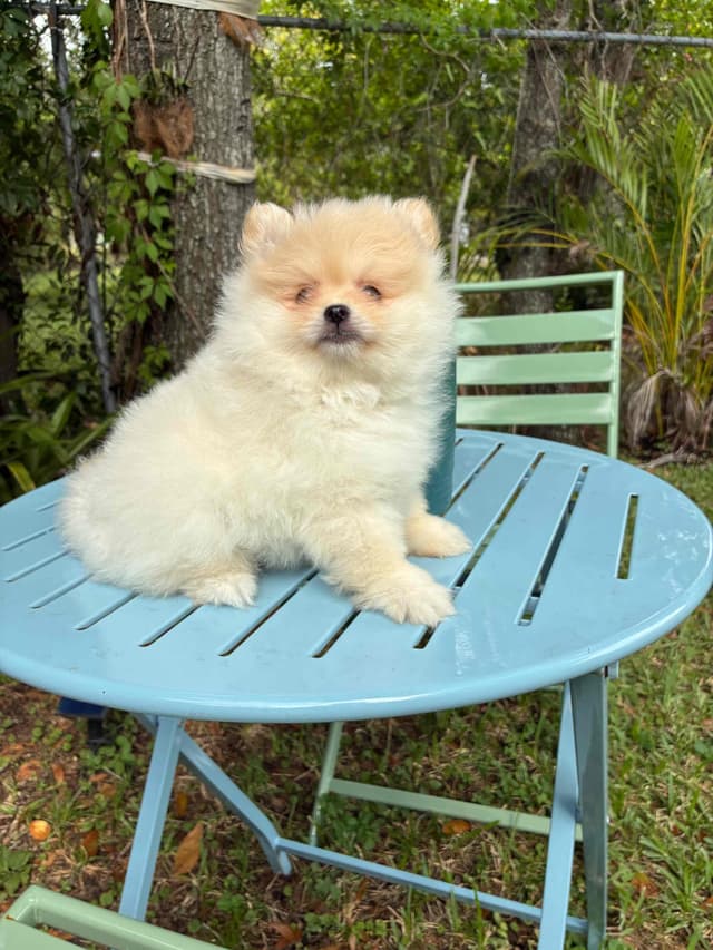 Pomeranian Puppies media 2