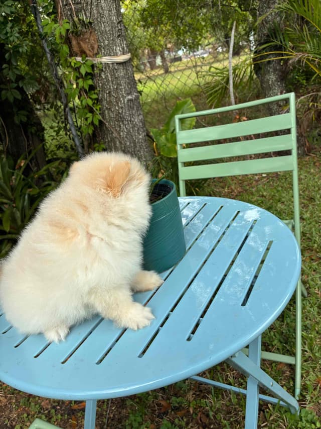 Pomeranian Puppies media 4