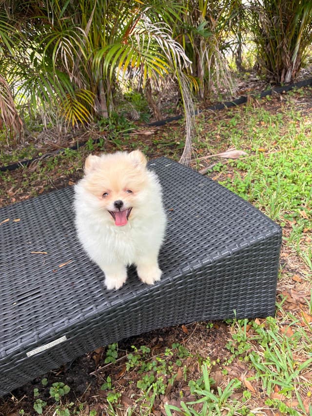 Pomeranian Puppies media 3