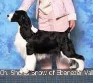 English Springer Spaniel Puppies breeder image 1