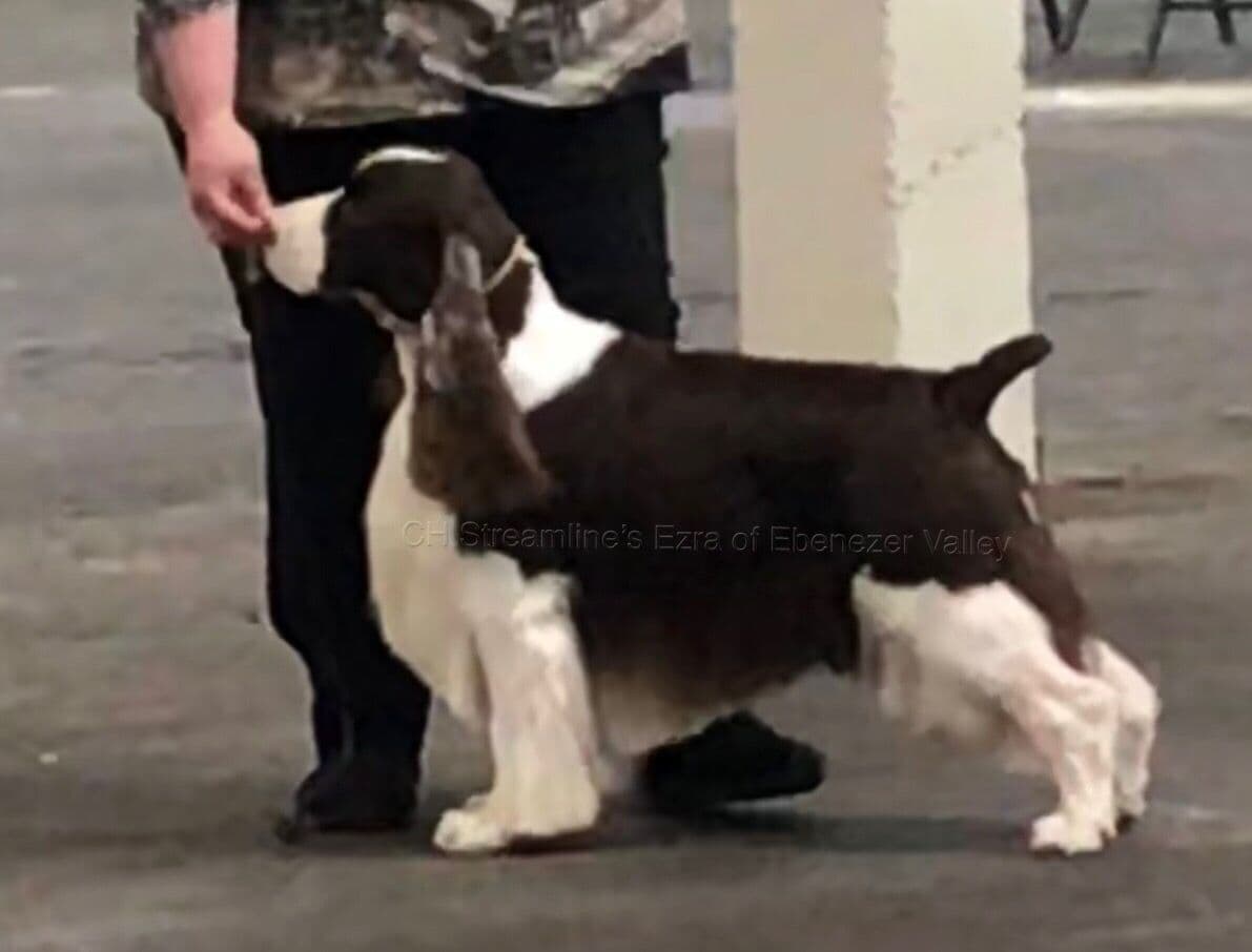 English Springer Spaniel Puppies breeder image 3