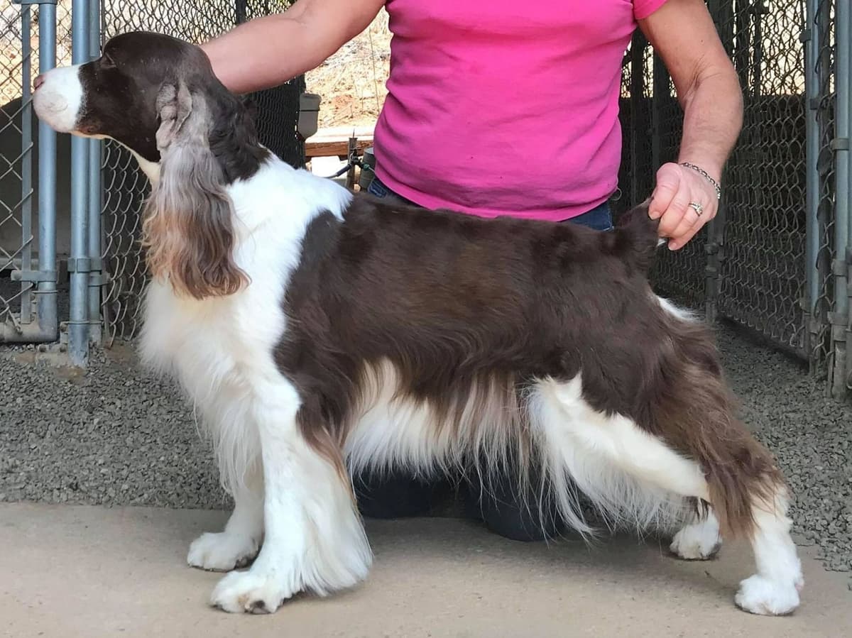 English Springer Spaniel Puppies breeder image 4