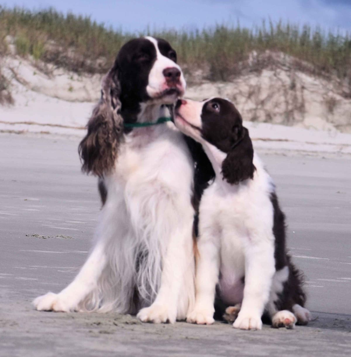 English Springer Spaniel Puppies breeder image 7