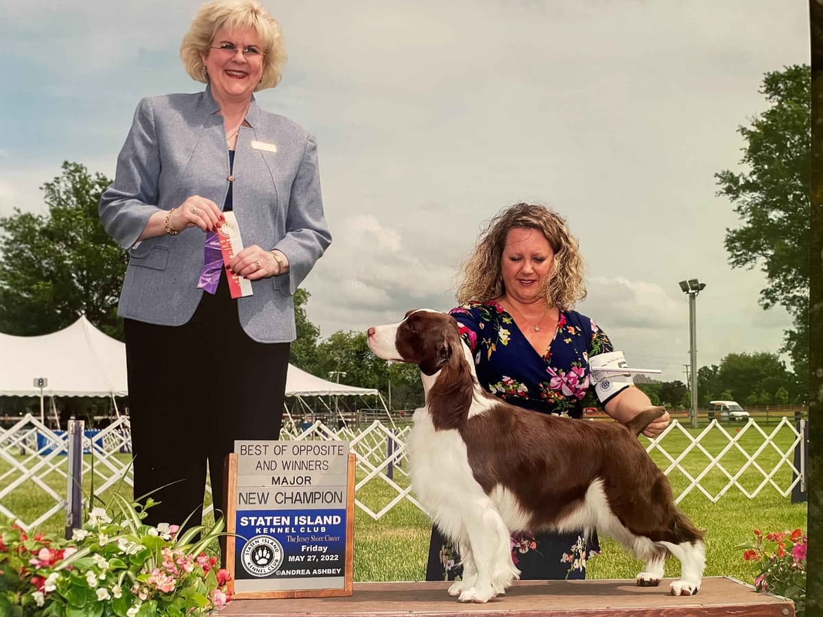 English Springer Spaniel Puppies breeder image 8